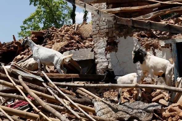 Two goats pick their way over the rubble of a collapsed brick and timber house.